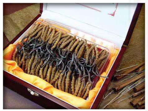 宁乡冬虫夏草回收